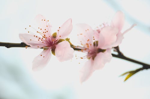 Ingyenes stockfotó cseresznyevirágok, finom, közelkép témában