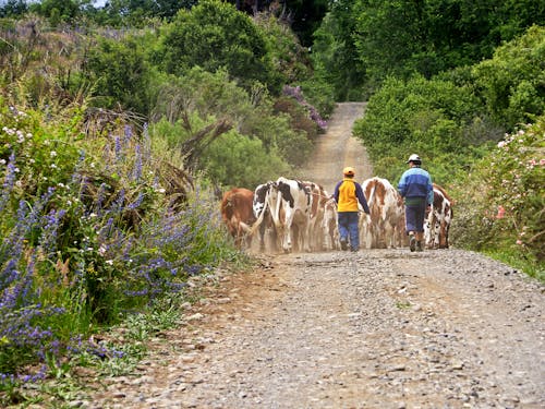 Back View of a Man and Boy Walking on the Road in the Countryside with a Cattle Herd