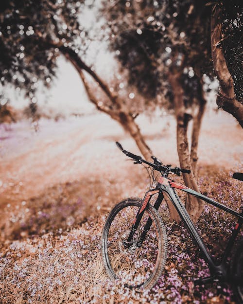 Selective Focus Photo of a Black and Red Mountain Bike Near a Tree