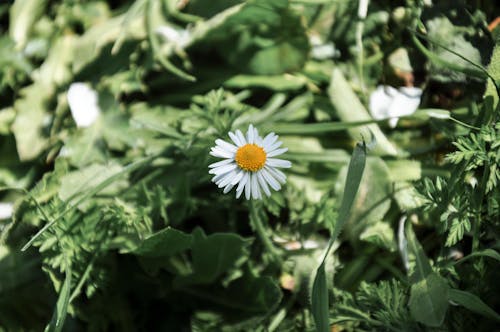 Immagine gratuita di botanico, fiore bianco, fioritura