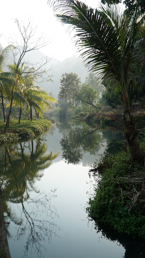 A River between Trees in the Forest