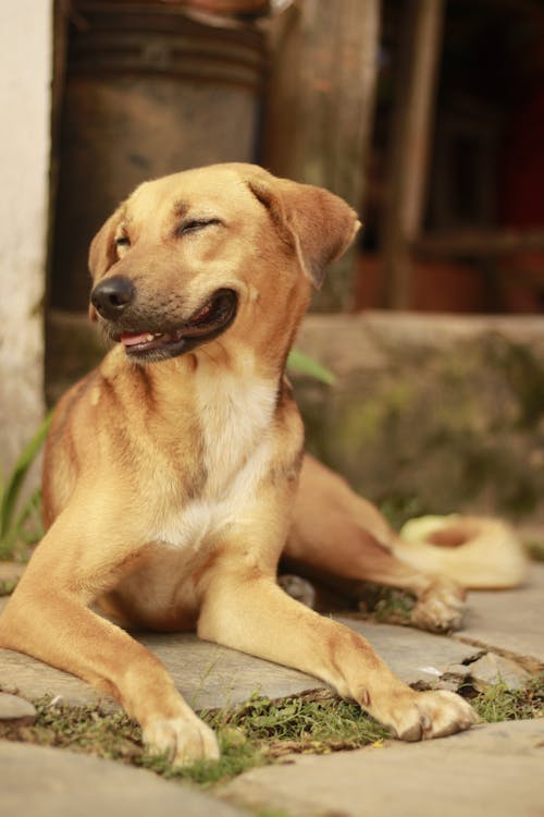 Darmowe zdjęcie z galerii z brązowy pies, nepal, pies