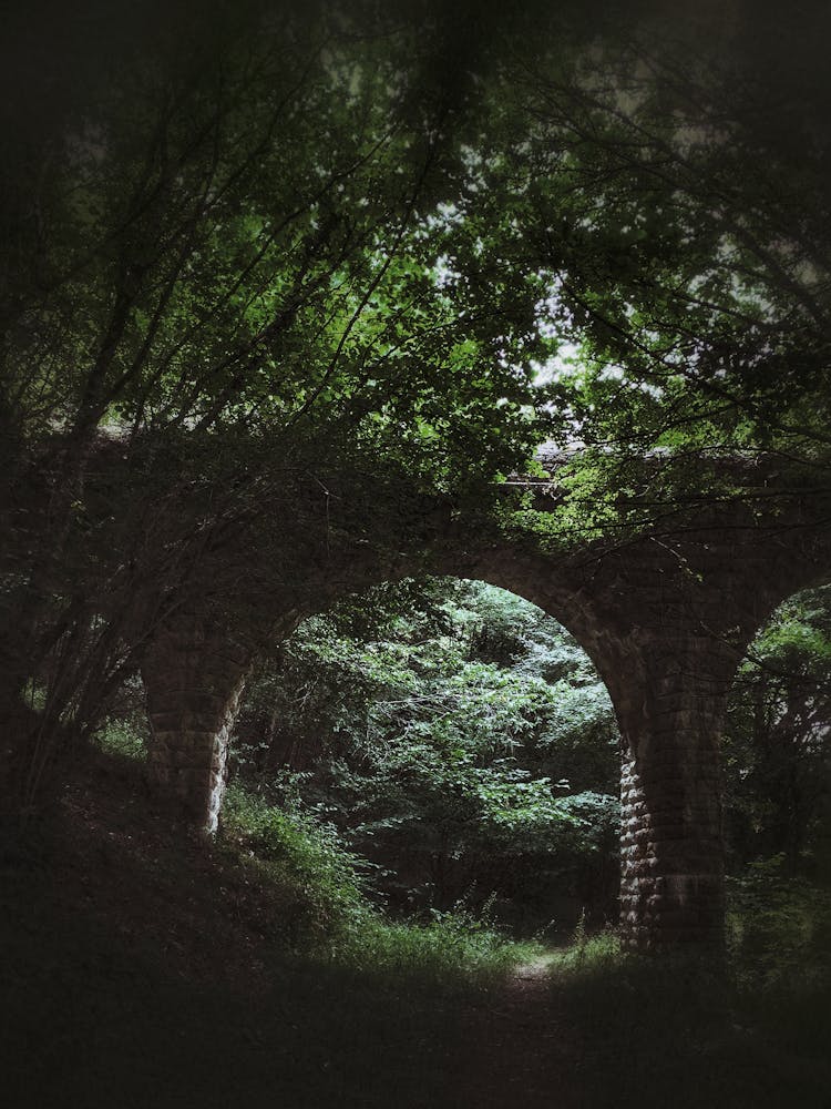 Ancient Aqueduct In Forest