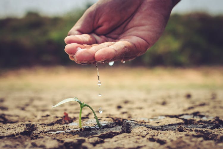 Person Hand Watering A Sprout Growing On Soil