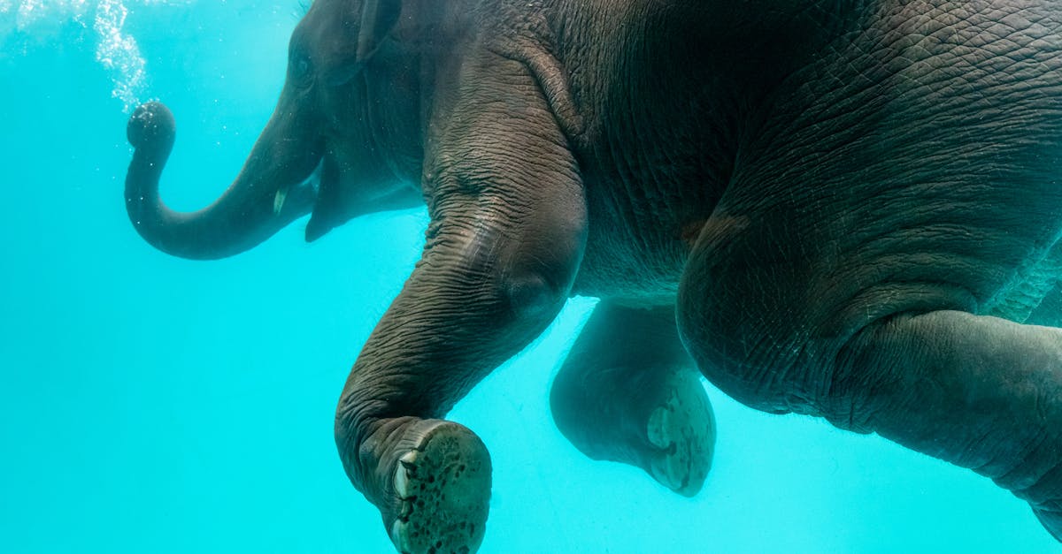 Elephant swimming in blue water