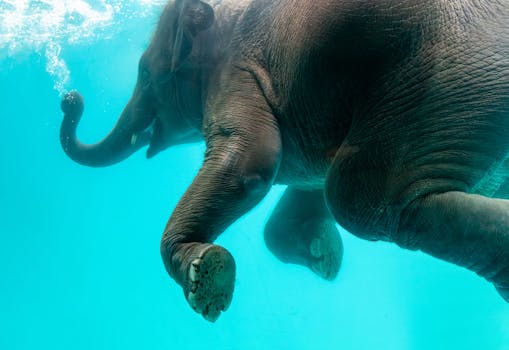 A magnificent elephant swimming underwater, showcasing grace and strength.