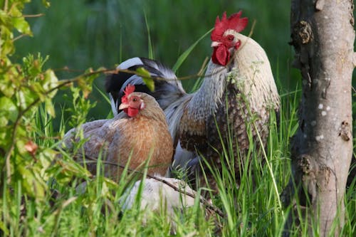 Photo of a White Rooster Beside a Brown Hen