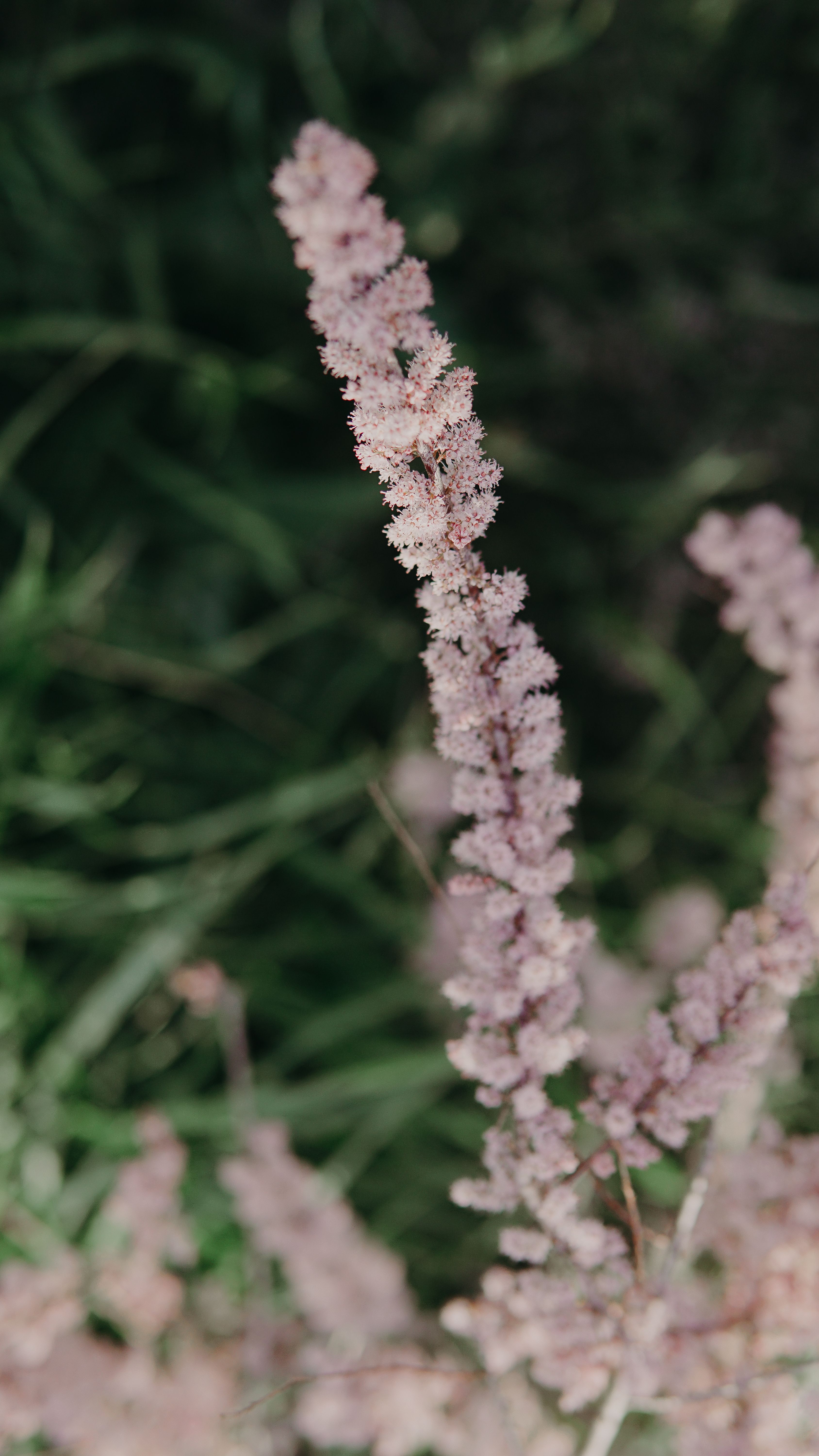 Free A vertical close-up of delicate pink floral buds against a lush green natural background. Stock Photo