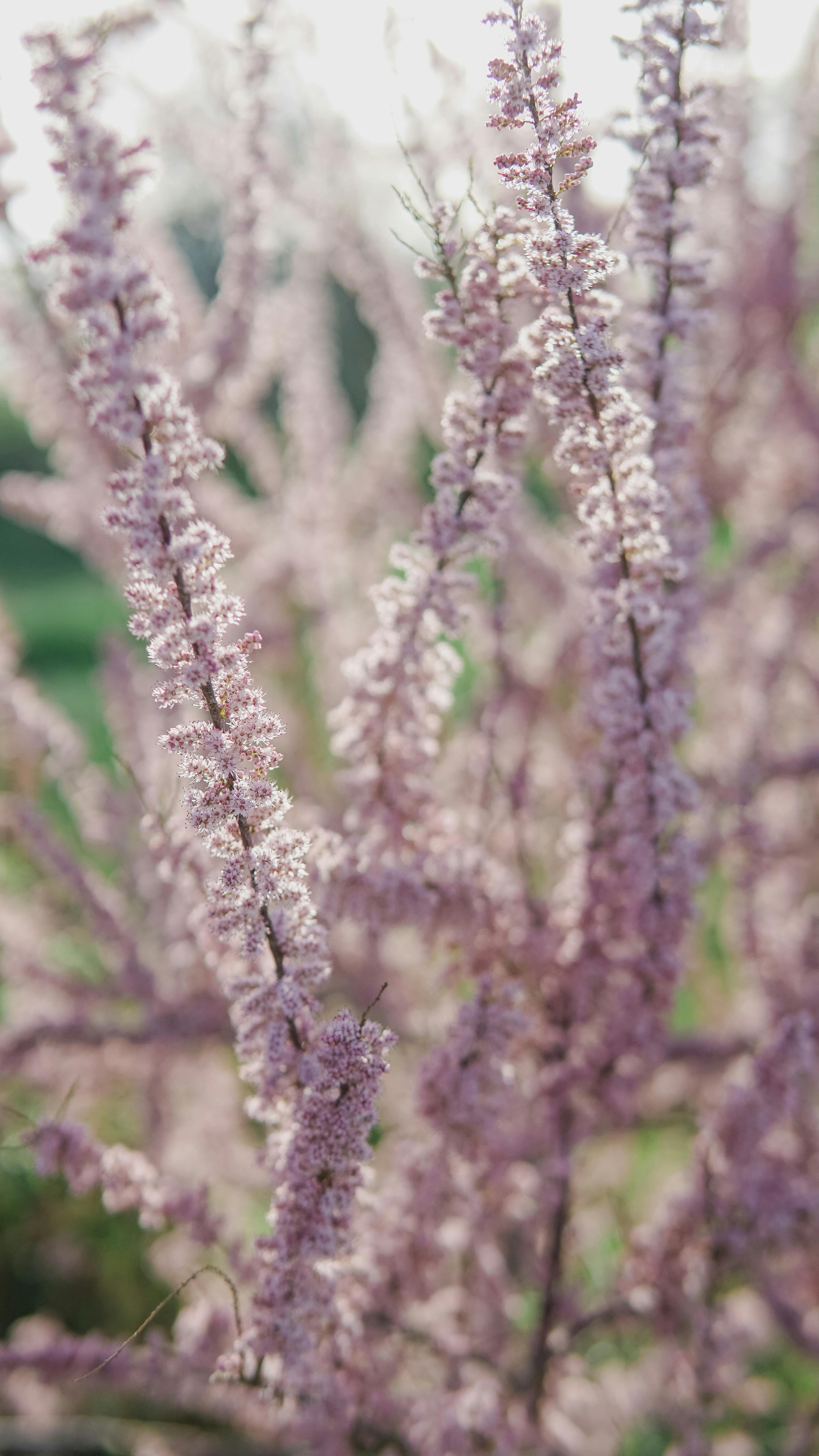 Free Stunning close-up of delicate pink blossoms in a vertical composition. Stock Photo
