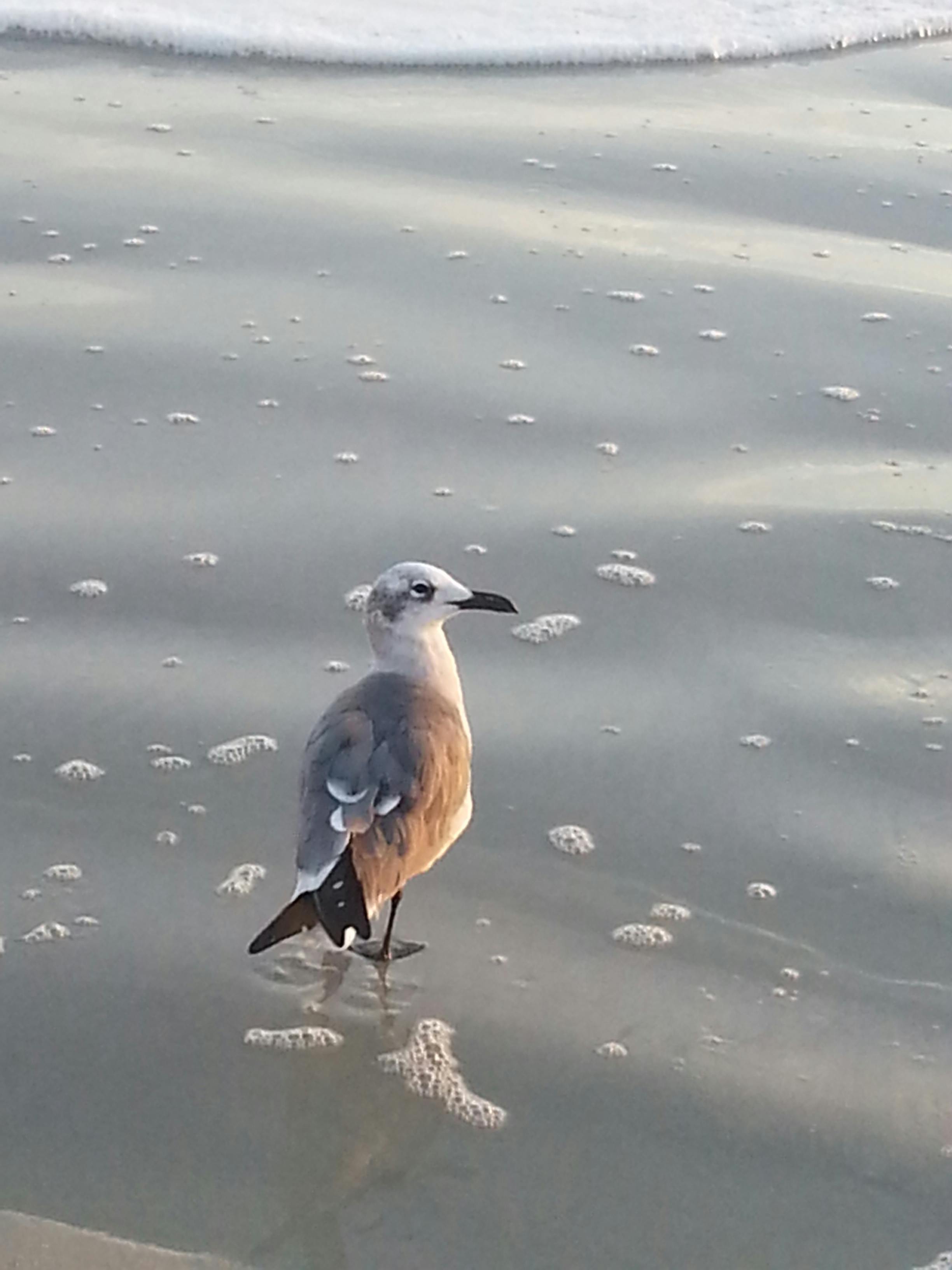 Free stock photo of bird, ocean shore, seagull