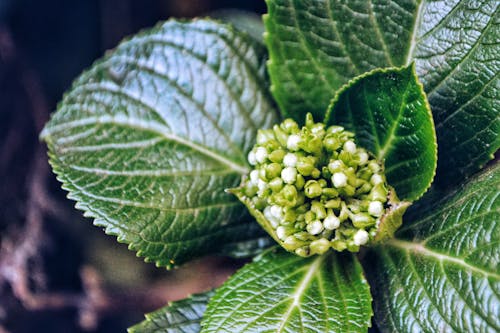 Yeşil Yapraklı Bitki Fotoğrafı