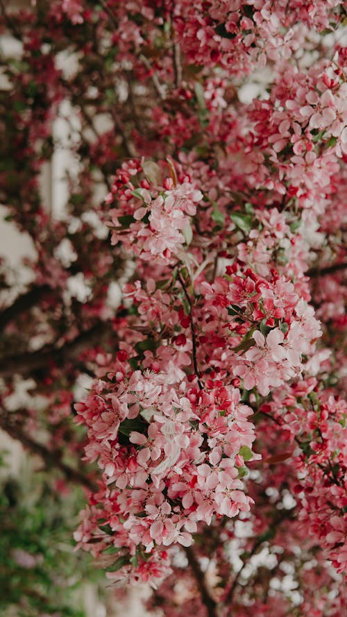 Fotobanka s bezplatnými fotkami na tému flóra, jemný, kvet ovocného stromu