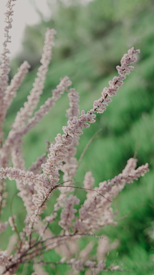 Foto stok gratis botani, bunga-bunga, flora