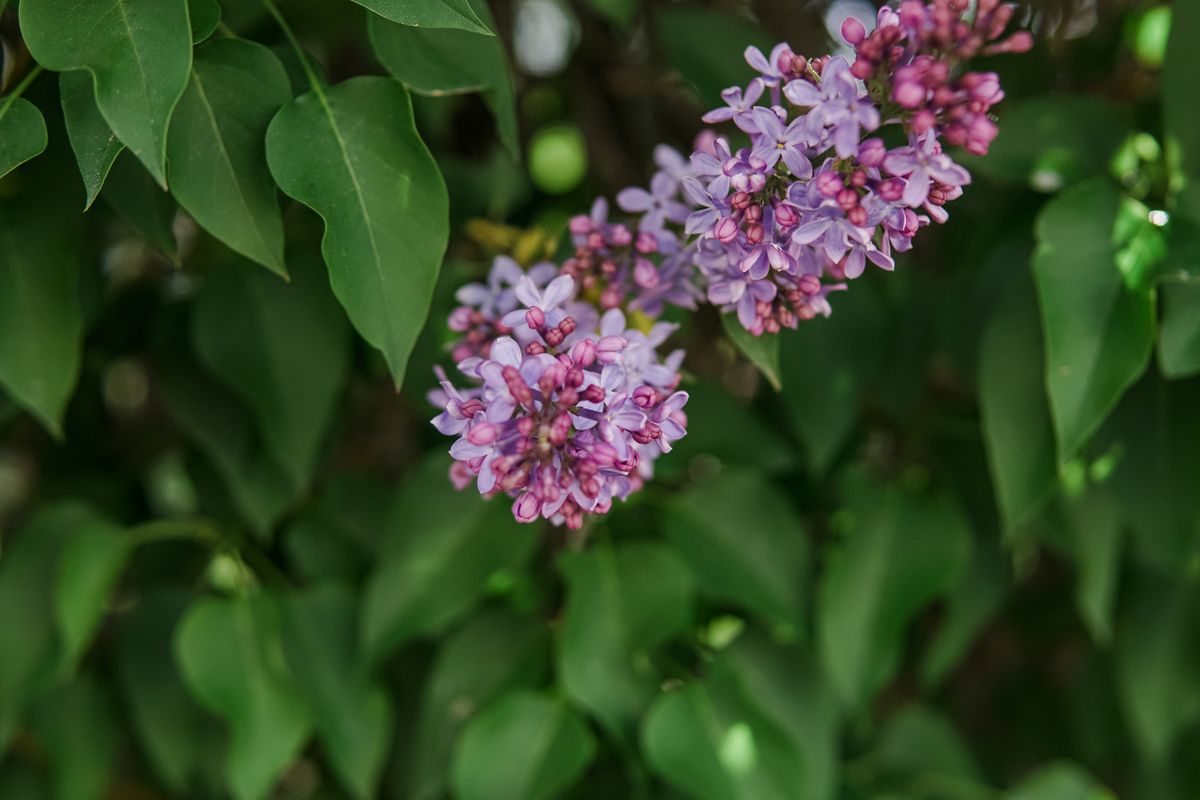 maladies du lilas photos - Prévenir les maladies du lilas et retrouver un arbuste vigoureux