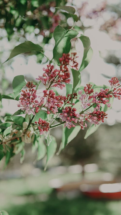 Close-Up Shot of Pink Flowers in Bloom