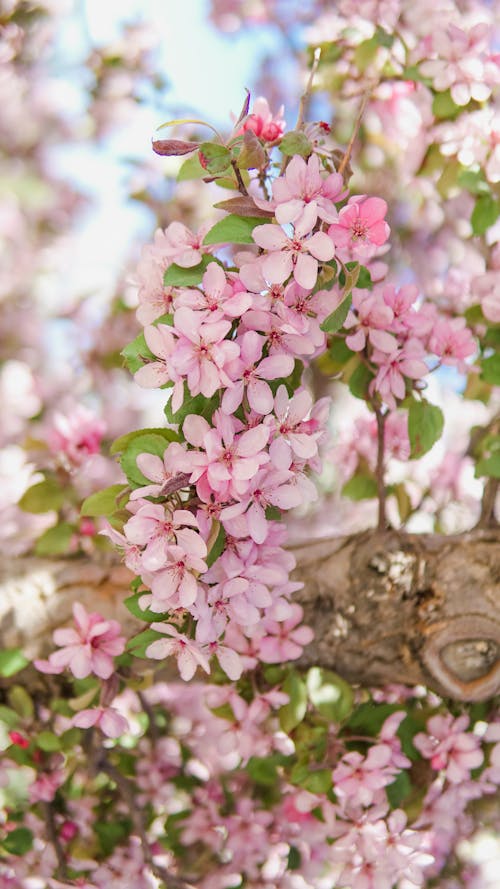 Pink Flowers on Brown Tree