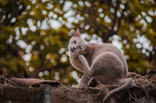 Foto profissional grátis de animal, animal de estimação, ao ar livre