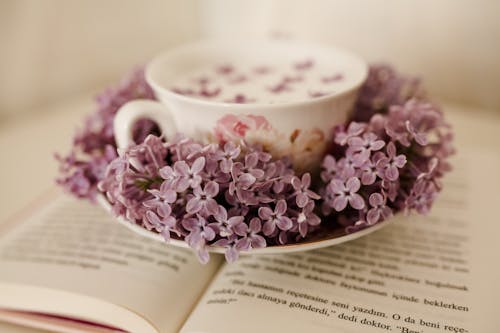 Základová fotografie zdarma na téma čaj, detail, fialové květiny