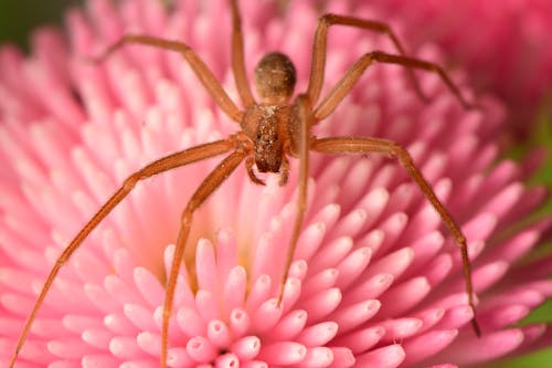Free Close up Photo of Spider on a Pink Flower Stock Photo