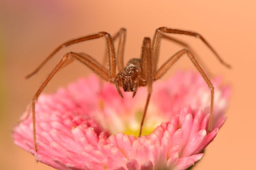 Close up Photo of Spider on a Pink Flower