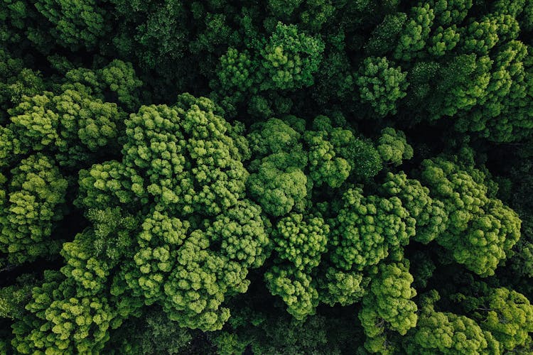 Lush Green Foliage Growing In Forest In Daylight