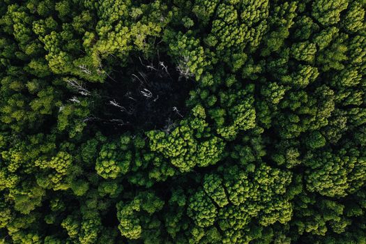 Captivating aerial shot of lush green forest in Chukai, Terengganu, Malaysia.