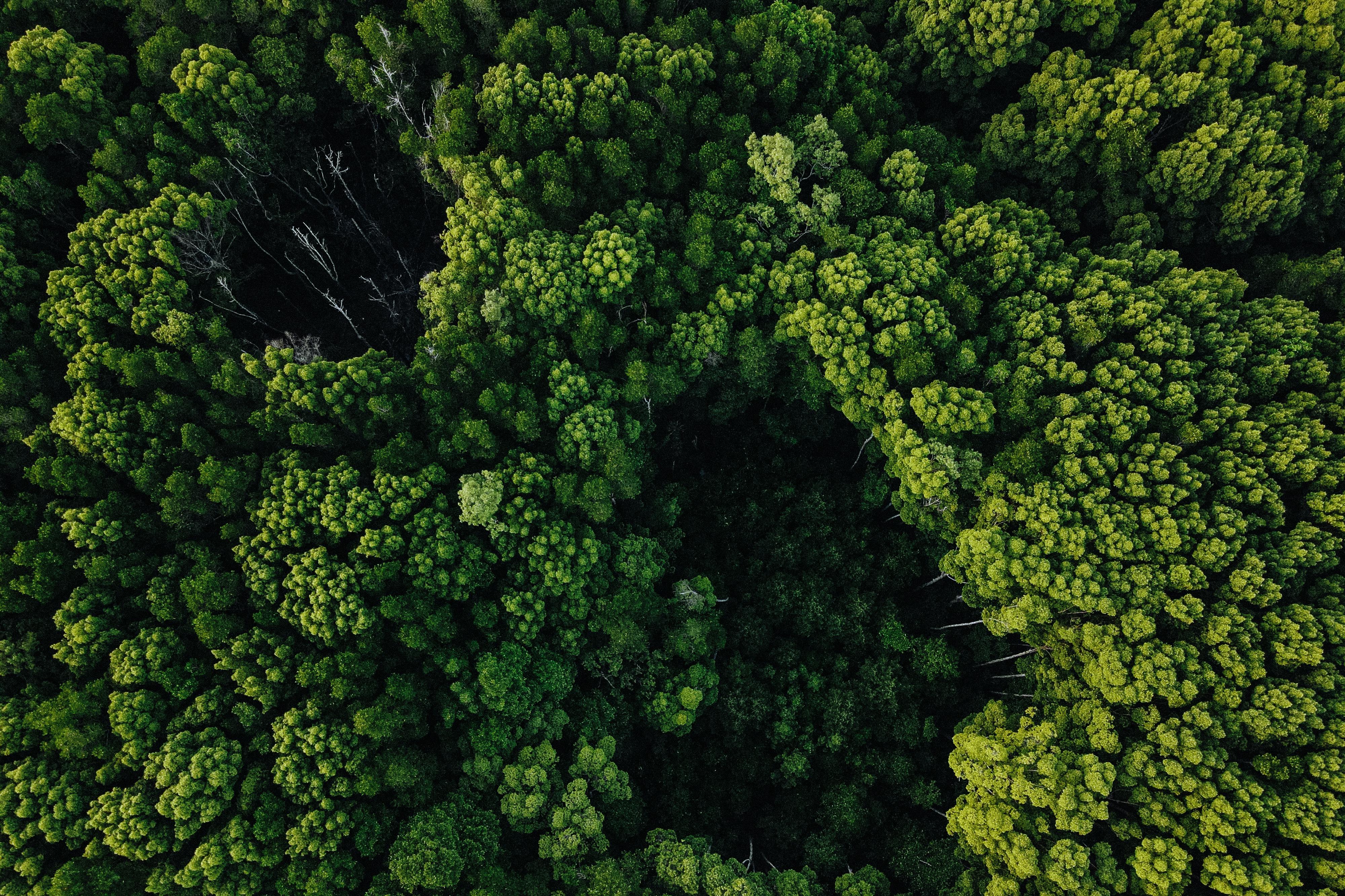 Corporate Governance: The “G” in ESG — Photo by Pok Rie on Pexels