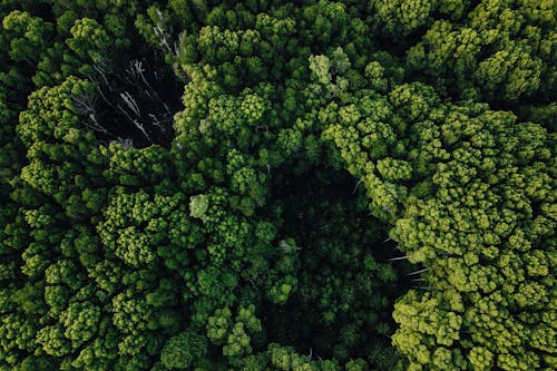 Aerial top view of tall trees with lush green leaves growing in picturesque valley on sunny day