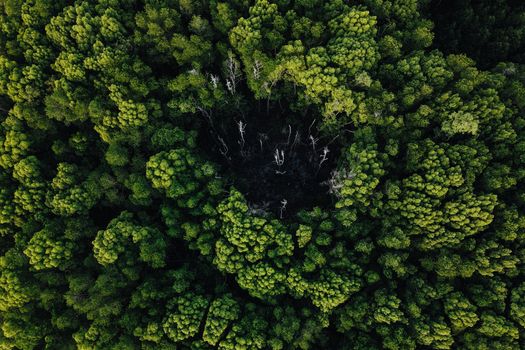 Stunning aerial view of vibrant green forest with centered clearing in Terengganu, Malaysia.