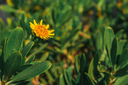 Yellow Petaled Flower