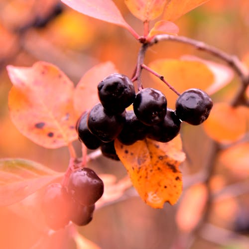 Bündel Der Runden Schwarzen Beeren Nahaufnahme Foto