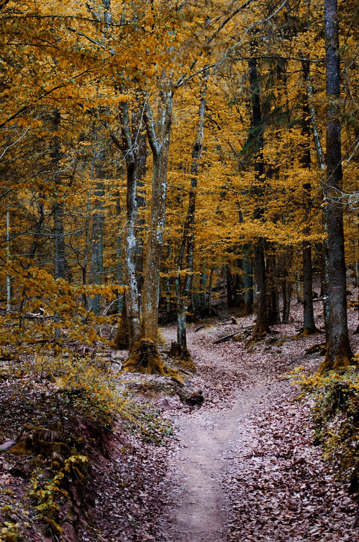 Arbres Feuilles Vertes Photo Gratuite arbres-feuilles-vertes-photo-gratuite