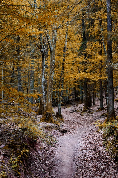 Green Leaved Trees