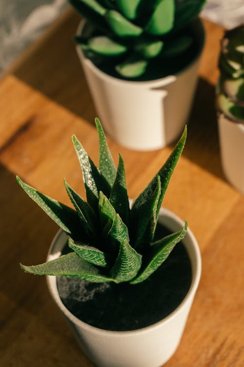 Gratis Fotos de stock gratuitas de adentro, Aloe vera, cactus Foto de stock