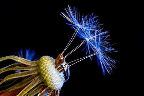 Free Detailed macro shot of a dandelion seed head showcasing the delicate seeds against a black background. Stock Photo