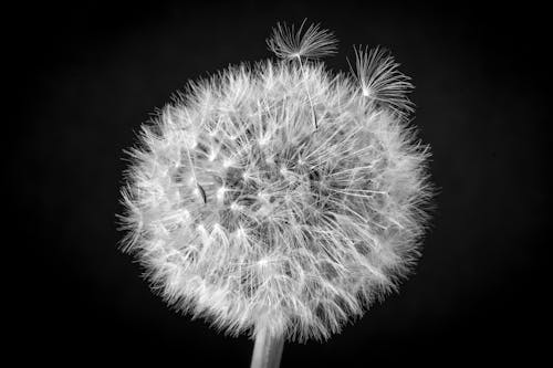 Close-Up Shot of a White Dandelion in Bloom