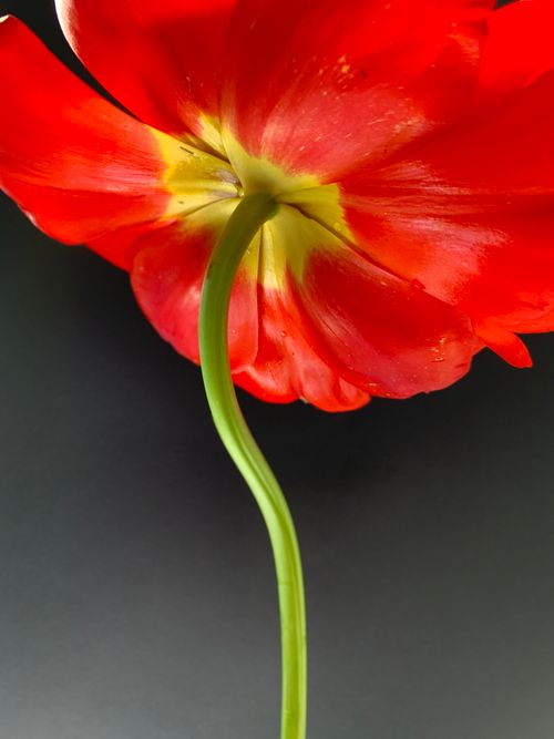 Free A vibrant red tulip photographed from below, showcasing its lush petals and green stem. Stock Photo
