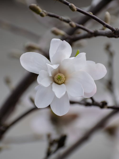 Základová fotografie zdarma na téma bílá, květ třešně, květinová fotografie