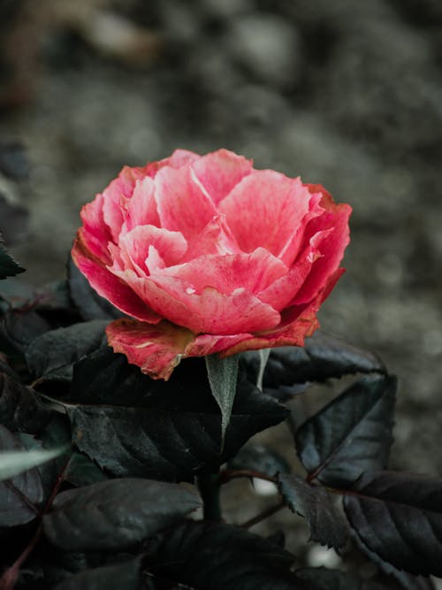 Free Close Up Photo of Pink Rose in Bloom Stock Photo
