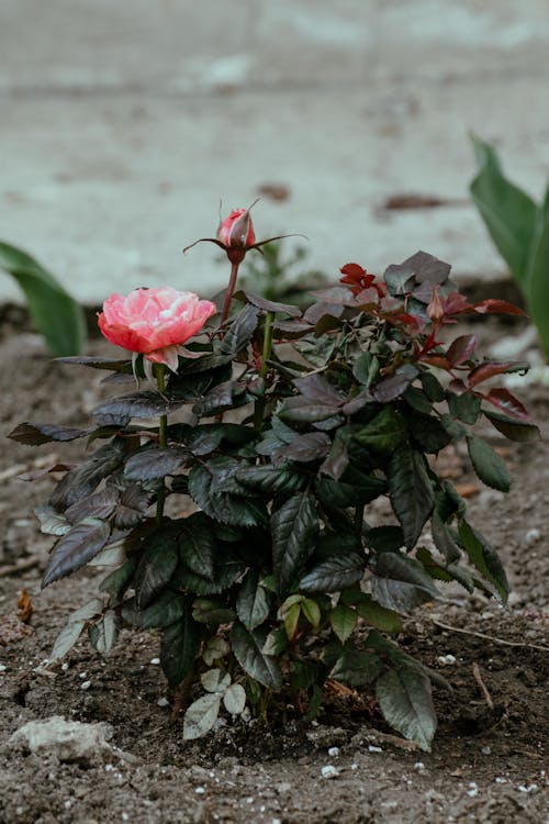 廠, 植物群, 粉紅色的玫瑰 的 免費圖庫相片