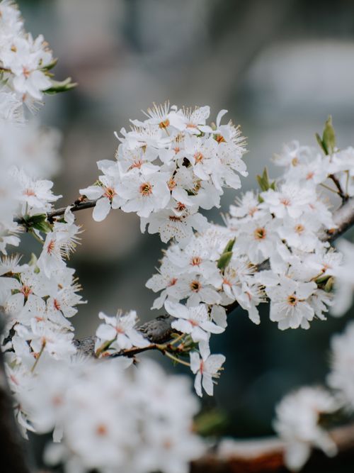 Free Beautiful cherry blossoms captured with selective focus showcasing spring's essence. Stock Photo