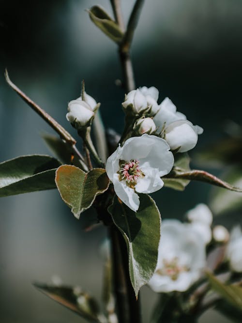 White Cherry Blossom in Close Up Photography