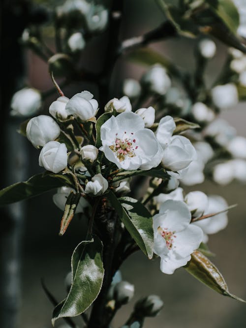 Immagine gratuita di bianco, colpo del primo piano, fiori