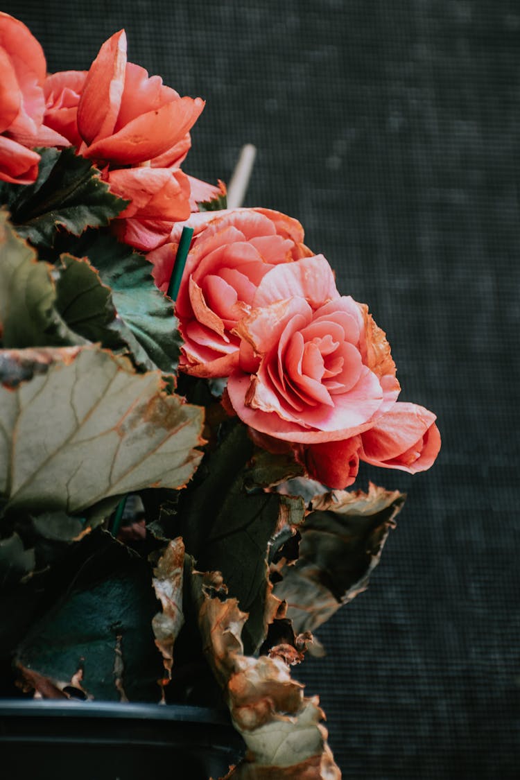 A Close-Up Shot Of Tuberous Begonia Flowers