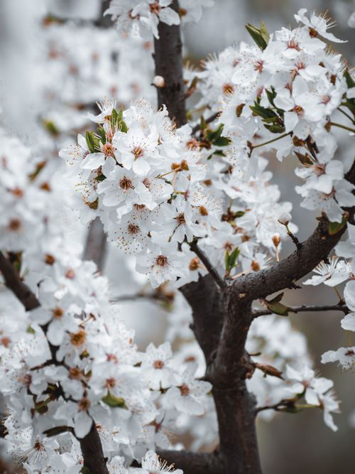 Free Capture the beauty of white cherry blossoms in full bloom during spring. Stock Photo