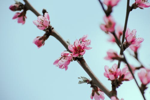 Kostnadsfri bild av blommor, körsbärsblommor, körsbärsröd blom bakgrund