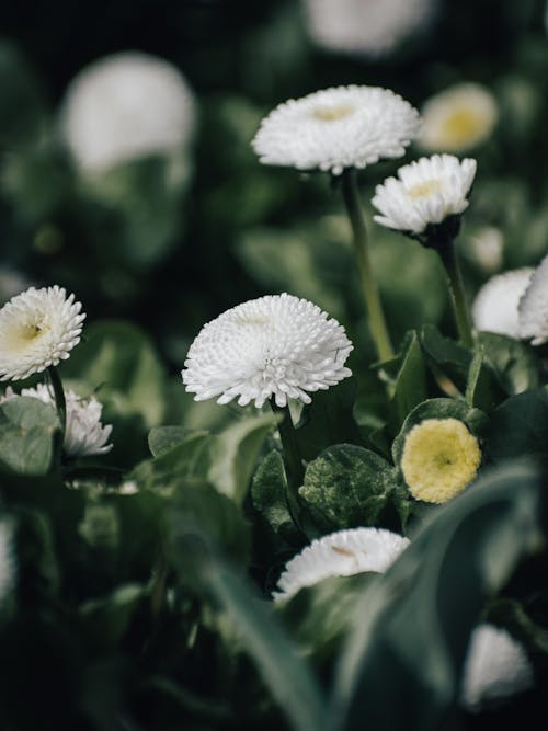 Close-Up Shot of White Chrysanthemums in Bloom