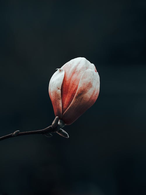 Immagine gratuita di bocciolo, colpo del primo piano, fiore