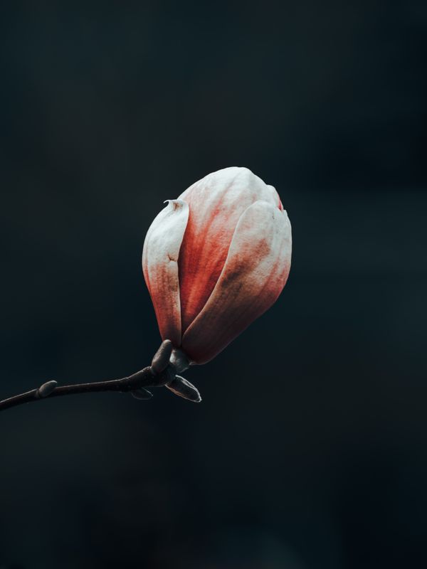 Botanical macro by Anca on Pexels