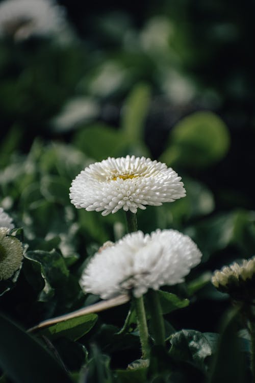 Close-Up Shot of White Chrysanthemums in Bloom